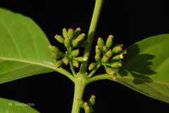 Blepharistemma membranifolia